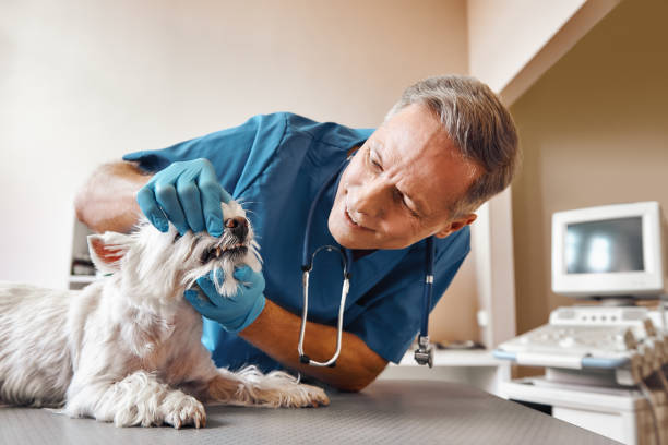 Best Emergency Dentist for Knocked-Out Tooth in Beech Mountain Lakes, PA